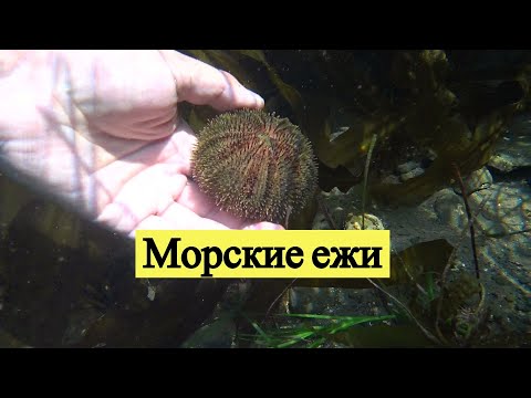 Видео: Морские ежи / Sea Urchins