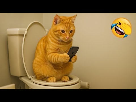 Видео: Попробуй не засмеяться 😂 Самые забавные кошки и собаки 😹🐶 Часть 8