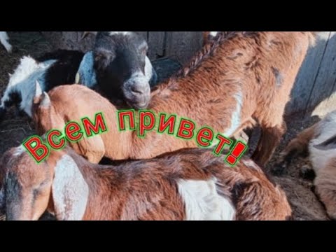 Видео: Утка лишилась лапы , огород, козы.