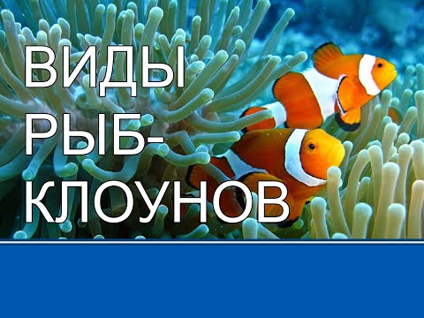 Видео: Не цирковые клоуны. Виды, условия содержания #аквариумныерыбки#морскойаквариум