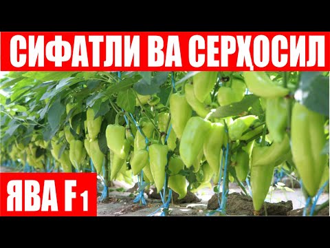 Видео: Ява F1: 50 сотихдан 1-теримда 3 тонна ҳосил уздик  (Pepper Jawa F1-Sakata)