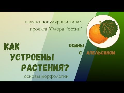 Видео: Как устроены растения: основные "части тела"
