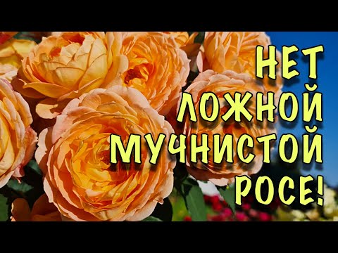 Видео: ХВАТИТ МУЧАТЬСЯ с ЛОЖНОЙ МУЧНИСТОЙ РОСОЙ! ОПРЫСКАЙТЕ розы ПОКА НЕ ПОЗДНО! СУПЕР КОКТЕЙЛЬ 5 в 1!