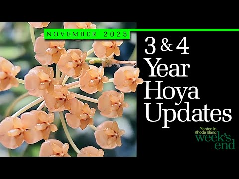 Видео: ОБНОВЛЕНИЯ HOYA ЗА 3 И 4 ГОДА | Кожа Callistophylla, кожа Carnosa, кожа Obovata, кожа Griffithii ...