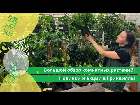 Видео: Большой обзор комнатных растений в Гринвилль: новинки и акции!