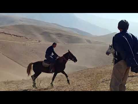 Видео: Яккабоғ кайрогач купкарисидан ловха