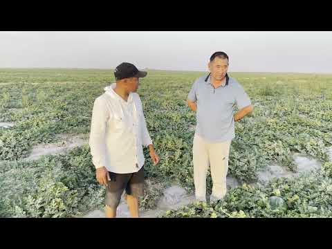 Видео: Қарбыз Мадрид F1 / Арбуз Мадрид F1 / Watermelon Madrid F1