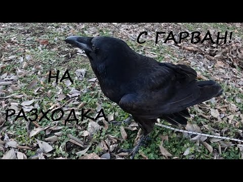 Видео: РАЗХОДКА С ГАРВАН WALK WITH A RAVEN #birds #animals #ornithology #wildlife