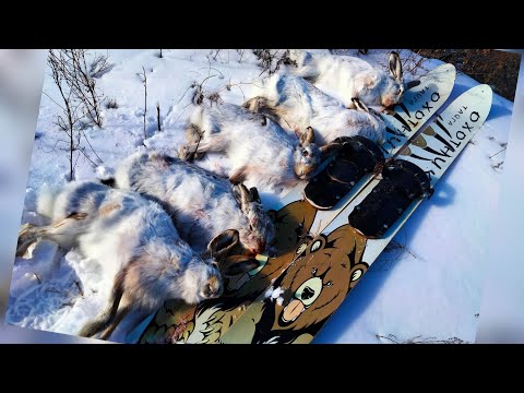 Видео: Охота на зайца 2025г. Супер следы , шикарная охота!!!