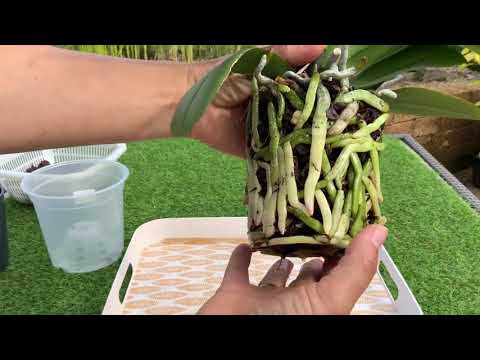 Видео: Пересадка орхидеи с шикарными корнями!