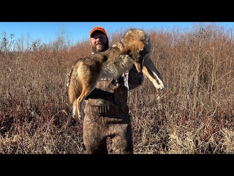 Видео: На линии ловушек с TRAPPER J, эпизод 11 (смешанный)