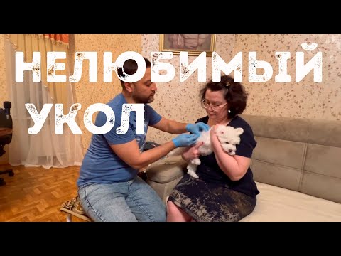 Видео: Вакцинация щенков в питомнике в домашних условиях.Что нужно знать, ответы ветеринарного врача.