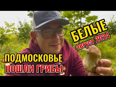 Видео: Грибы в ПОДМОСКОВЬЕ. Ведро пока гуляли: белые грибы и другие 🍄‍🟫 Одинцовский район, август 2024