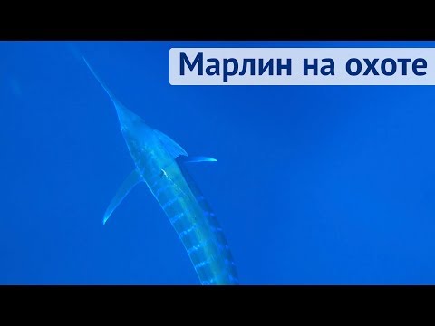 Видео: Марлин преследует яхту, охотится на тунца | Трансатлантика