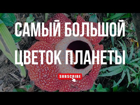 Видео: БОРНЕО | Смотрим раффлезию и гуляем по подвесным мостам в джунглях