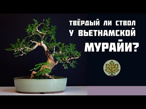 Видео: Твёрдый ли ствол у вьетнамской мурайи?