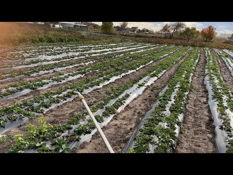 Видео: Підкормка і Обробка полуниці 🍓 перед зимою!