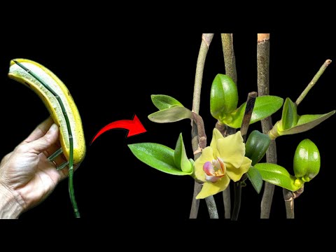 Видео: Банановая кожура! Орхидеи внезапно вырастают много сеянцев и непрерывно цветут
