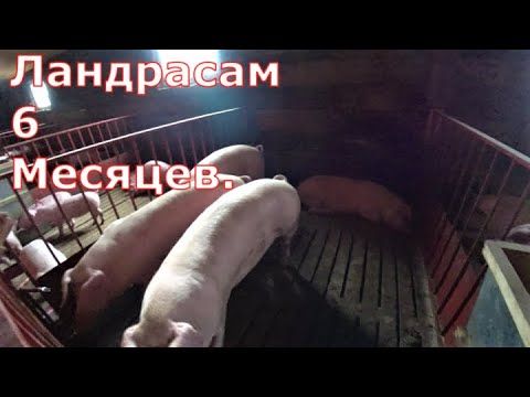 Видео: Теплый пол в сарае / Ландрасы в 6 месяцев