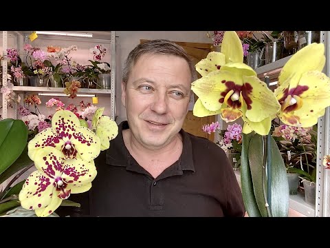 Видео: орхидеи ДОЛГОЦВЕТЫ сорта Албуфейра и Пескара после лечения и пересадки орхидей