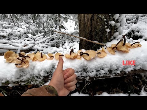 Видео: ❗ ГРИБНИК в СУГРОБАХ СОБИРАЕТ ГРИБЫ.👉МОЗГИ НЕ ВЕРЯТ А ГЛАЗА ВИДЯТ! Грибной ноябрь 2024