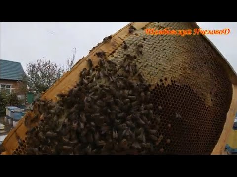 Видео: 12 октября - Пасека в октябре, штрихи.