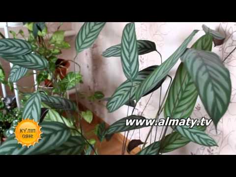 Видео: Үйіңізде болу керек 10 гүл