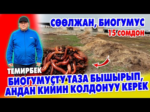 Видео: ТЕМИР ага таза БИОГУМУС өндүрдү ~ Элегенден кийин, сразу АЛБАГЫЛА ~ 6 ай бир жерде турсун