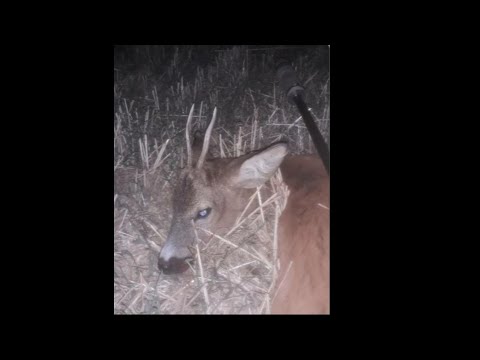 Видео: Гон самця косулі. 