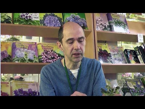 Видео: ДФ. И.Милехин.Омолаживание сенполий
