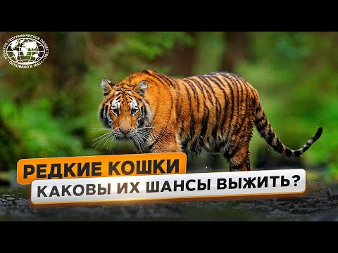 Видео: Хищники большие и редкие | @Русское географическое общество