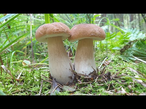 Видео: ПРОЩАЙТЕ !!! НАС ЗАХВАТИЛИ В ПЛЕН БЕЛЫЕ ГРИБЫ ! НЕТРОНУТЫЙ ЛЕС ! Грибы 2021 !