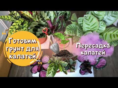 Видео: Готовим грунт для калатей. Пересадка калатей.