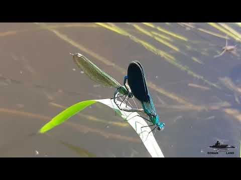 Видео: Отдых с Палаткой . Ловля ЩУКИ  на СПИННИНГ с берега !