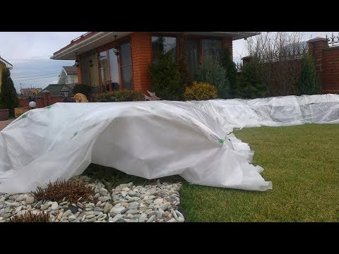Видео: Чем укрывать розы