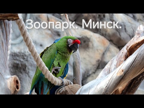 Видео: Минский Зоопарк 2023. Пешие прогулки.