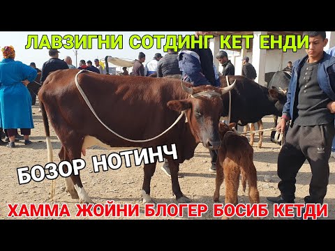 Видео: БОЗОРДА ЖАНЖАЛ! СОҒИН СИГИР НАРХЛАРИ. 21-ОКТАБР ҚАШҚАДАРЁ ҚАРШИ. 2025-ЙИЛ
