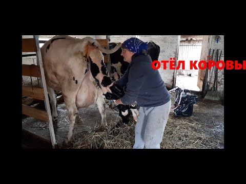 Видео: ОТЁЛ КОРОВЫ!  ВЕСЬ ПРОЦЕСС!