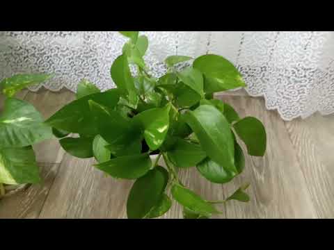 Видео: Комнатные Растения. Коллекция Эпипремнумов(Сциндапсусы)