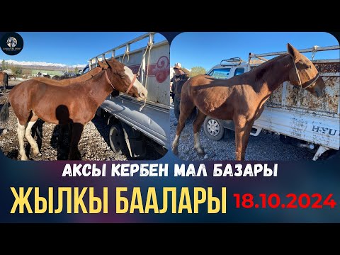 Видео: ЖЫЛКЫ  БААЛАРЫ🔥😱 | 2-ТАЙ ТАЛАШ БОЛУП😱🔥 | АКСЫ, Кербен 18.10.24