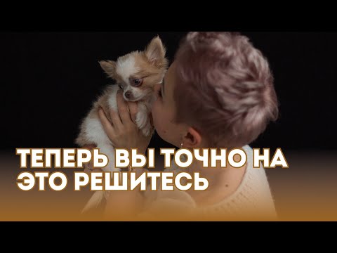Видео: Портрет породы чихуахуа.