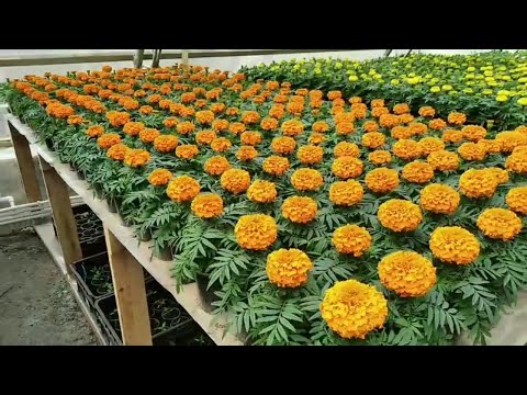 Видео: Какие у нас ЦЕНЫ НА РАССАДУ ЦВЕТОВ И ОВОЩЕЙ? Полный ассортимент ВЕСНА 2022!