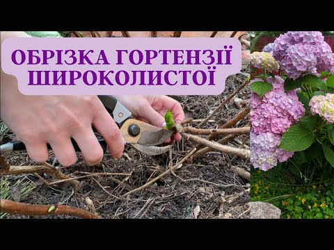 Видео: Обрізка широколистої гортензії