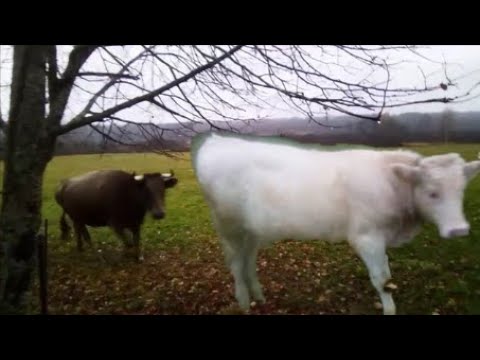 Видео: 🐮Милашка 😚няшка👺ангелочек😇 телёнок Снежок❗ Коровы и телята идут спать #русскаядеревня #country
