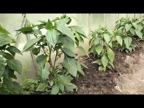 Видео: Обзор огорода.