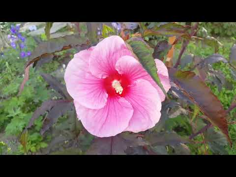 Видео: Гибискус травянистый и древовидный на моём участке . Hibiscus .