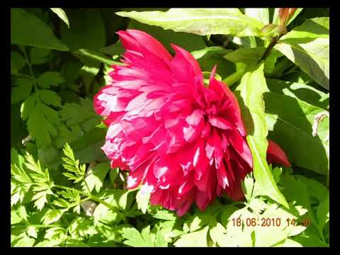 Видео: Слайд шоу дача в 2010 году и начало дома в  Агалатово