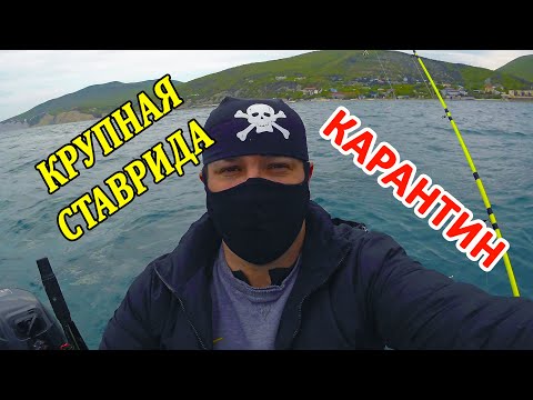 Видео: РЫБАЛКА СЕКРЕТНЫЙ СПОСОБ ЛОВЛИ ОГРОМНОЙ СТАВРИДЫ !!!!! #рыбалка #хорошийулов #ловляставриды
