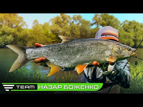 Видео: ЖЕРЕХ ТА ГОЛОВЕНЬ НА ЛАЙТ. Риболовля на Дністрі