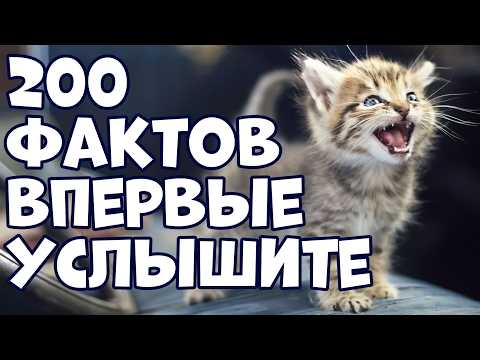 Видео: 200 ШОКИРУЮЩИХ ФАКТОВ, КОТОРЫЕ ВЫ УСЛЫШИТЕ ВПЕРВЫЕ